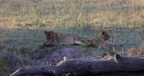 Two young lions Stock Footage 303312429