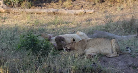 Two young lions Stock Footage 303369227