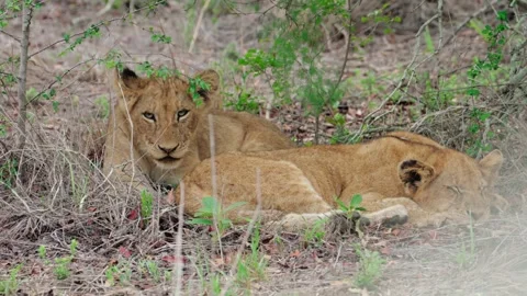 Two young lions laying down Stock Footage 332022104