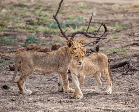 Two Young Lions Stock Photos