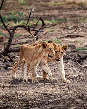 Two Young Lions Stock Photos