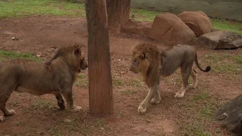 Two young lions playing with each other 库存影片 327157645