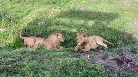 Two young lions rest on the grass in Ngorongoro National Park Vídeo Stock 170182907
