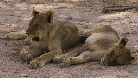 Two young lions side by side in the shade of a tree. The cub on the right is Stock Footage 332628428