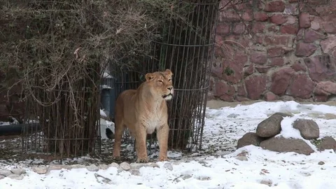 Two young lions in the zoo. Stock Footage 72102055