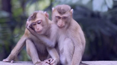 Two young Macaque monkeys playing with each other Stock Footage 245439715