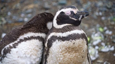 Two Young Magellanic Penguin still shedding their feathers Видео 109508792