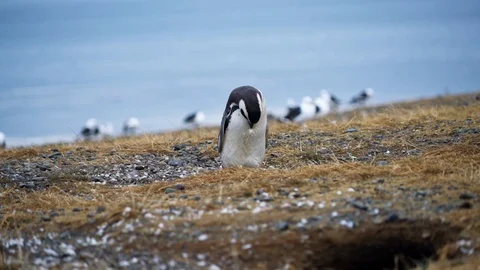 Two Young Magellanic Penguin still shedding their feathers Stock-Footage 109508794