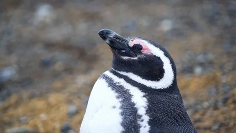 Two Young Magellanic Penguin still shedding their feathers Stock Footage 109508797