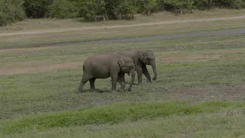 Two young male Elephants Stock Footage 290782016
