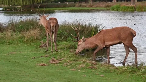 Two young male red deer grazing at side of water Stock Footage 253741308