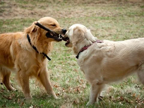 Two young males playing.. Stock Photos