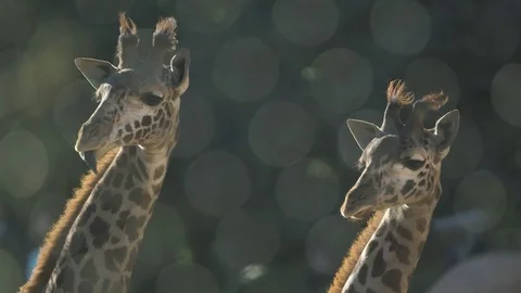 Two young masai giraffe with crazy tongues Stock Footage 78032347