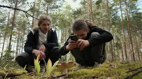 Two young men examining mushrooms in a sunlit pine forest clearing Stock Footage 339504715