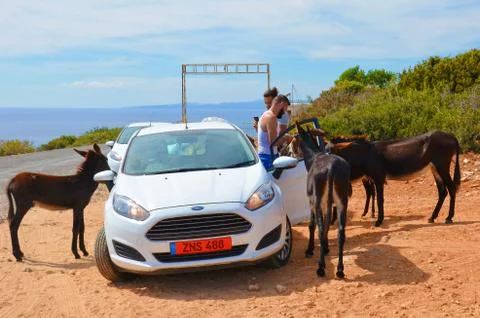 Two young men standing by opened white car and feeding wild donkeys on sunny day Stock Photos