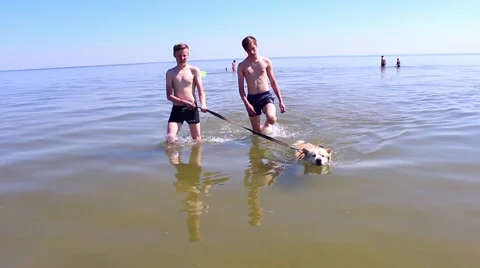 Two young men walk with the dog in the sea Vídeo Stock 64228702