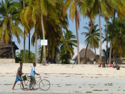 Two young men wheeling bikes on beach, Jambiani, Zanzibar, Tanzania Stock Photos