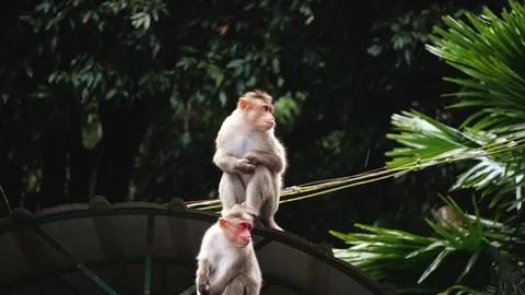 Two young monkeys in a forest, South India 動画素材 118436294