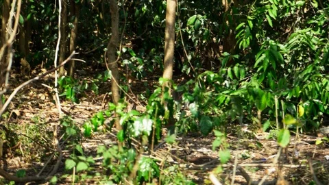 Two Young Monkeys Playing In The Trees Stock Footage 100588464