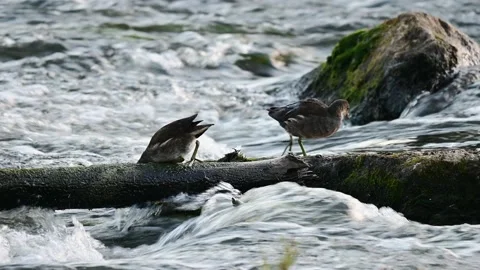 Two young moorhens run over dead tree trunk in wild water looking for food Stock Footage 194145305