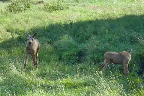 Two Young Moose Calves on a Sunny Green Meadow in Nature. Stock Photos