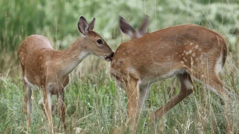 Two Young Mule Deer Showing Affection Stock Footage 344689143