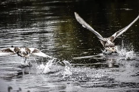 Two young mute swans taking off from river water Stock Photos