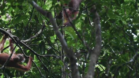 Two Young Orangutans Climbing Through Canopy, Tanjung Puting Stock Footage 144667104