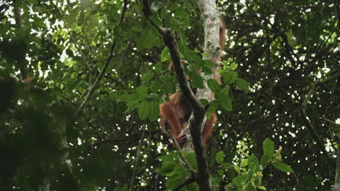Two Young Orangutans Playing in Tree, Tanjung Puting, Borneo Stock Footage 144654616