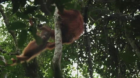 Two Young Orangutans Playing in Tree, Tanjung Puting, Borneo Stock Footage 144658630