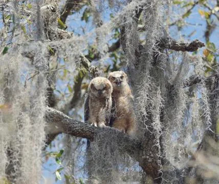 Two Young Owlets Stock Photos