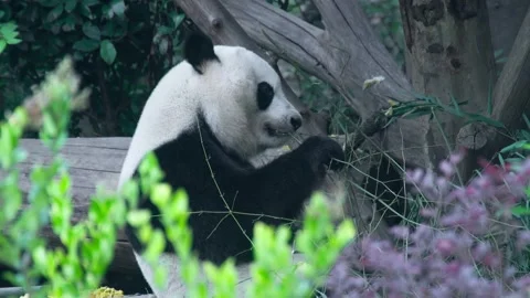 Two Young Pandas Play Fighting in Forest Enclosur Stockbeeldmateriaal 334994148