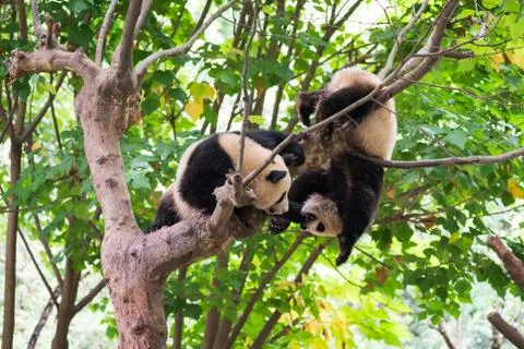 Two young pandas playing in a tree Stock Photos