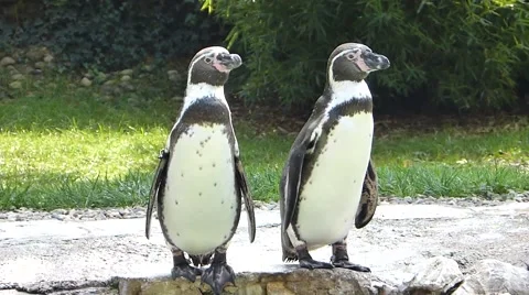 Two young penguins curious Stock Footage 68199597