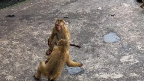 Two young pig-tailed macaques play and fight in a public park in Phuket. Stock Footage 337998557
