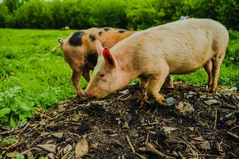 Two young pigs explore a vibrant green field sniffing around the ground for food Stock Photos