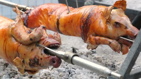 Two young pigs roasting on coals Stock Footage 96643000