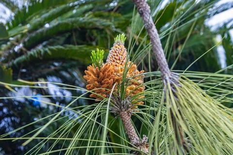 Two young pine cones on a coniferous tree, close up Foto stock