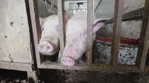 Two young pink pigs look through metal bars of dirty, confined pen at commercial Stockbeeldmateriaal 342922160