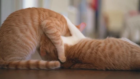 Two young playful red cats having fun and fighting mutually,close up shot Video stock 123884309