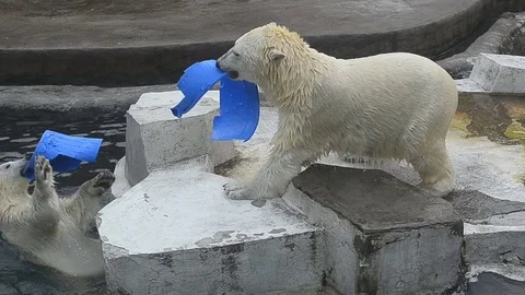 Two young polar bears playing in the zoo Stock-Footage 69916235