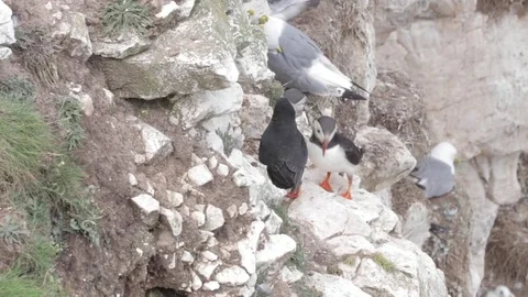 Two young puffins on cliff top 스톡 동영상 77506766