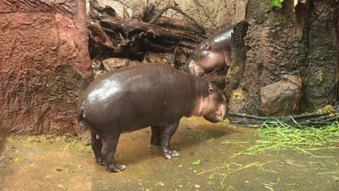 Two young pygmy hippos explore their enclosure with textured rocks, wooden Stock Footage 308197123