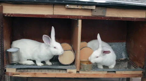 Two young rabbits in the cages Stock Footage 61923131