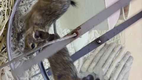 Two young rats running in a running wheel in a cage, slow motion. Vertical video Stock Footage 250127320