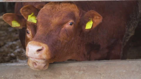 Two young red calves look at the camera and then rub against each other.  库存影片 179095809