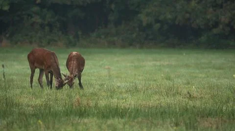 Two young Red Deer (Cervus elaphus) eating grass in a summer landscape Stock Photos