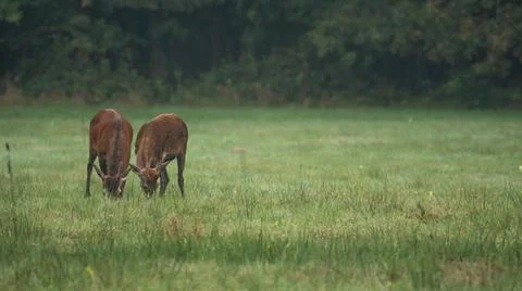 Two young Red Deer (Cervus elaphus) eating grass in a summer landscape Stock Photos
