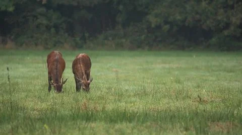 Two young Red Deer (Cervus elaphus) eating grass in a summer landscape Stock Photos