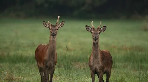 Two young Red deer (Cervus elaphus) standing in the summer landscape Stock Photos